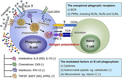 Frontiers | Recent Advances On Phagocytic B Cells In Teleost Fish